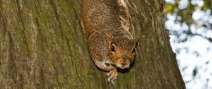 Preview wallpaper squirrel, animal, bark, tree, wildlife, funny