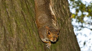 Preview wallpaper squirrel, animal, bark, tree, wildlife, funny