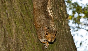 Preview wallpaper squirrel, animal, bark, tree, wildlife, funny