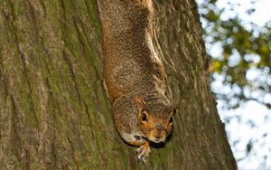 Preview wallpaper squirrel, animal, bark, tree, wildlife, funny