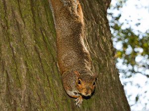 Preview wallpaper squirrel, animal, bark, tree, wildlife, funny