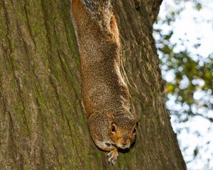 Preview wallpaper squirrel, animal, bark, tree, wildlife, funny