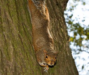 Preview wallpaper squirrel, animal, bark, tree, wildlife, funny