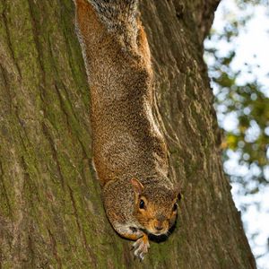 Preview wallpaper squirrel, animal, bark, tree, wildlife, funny
