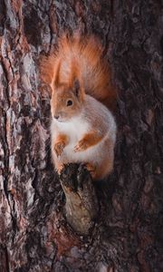 Preview wallpaper squirrel, animal, bark, tree, wildlife