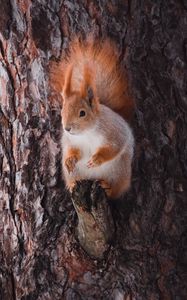 Preview wallpaper squirrel, animal, bark, tree, wildlife