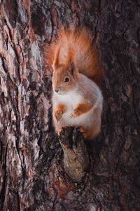 Preview wallpaper squirrel, animal, bark, tree, wildlife