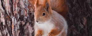 Preview wallpaper squirrel, animal, bark, tree, wildlife