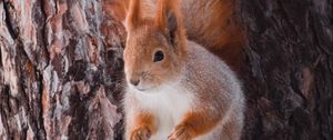 Preview wallpaper squirrel, animal, bark, tree, wildlife