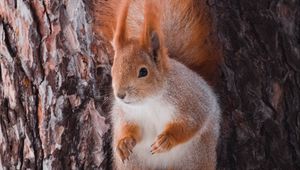 Preview wallpaper squirrel, animal, bark, tree, wildlife