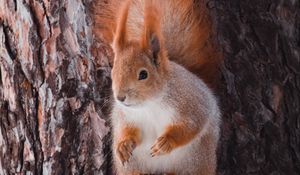 Preview wallpaper squirrel, animal, bark, tree, wildlife