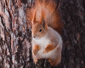 Preview wallpaper squirrel, animal, bark, tree, wildlife