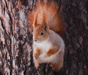 Preview wallpaper squirrel, animal, bark, tree, wildlife