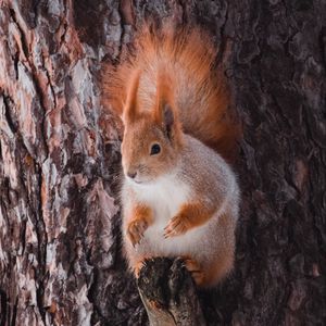 Preview wallpaper squirrel, animal, bark, tree, wildlife