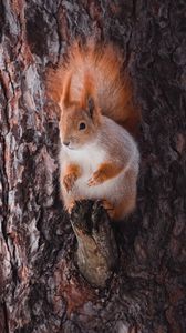 Preview wallpaper squirrel, animal, bark, tree