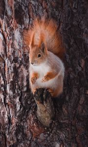 Preview wallpaper squirrel, animal, bark, tree