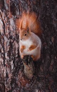 Preview wallpaper squirrel, animal, bark, tree