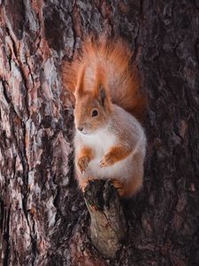Preview wallpaper squirrel, animal, bark, tree