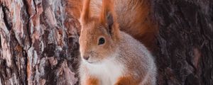 Preview wallpaper squirrel, animal, bark, tree