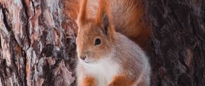 Preview wallpaper squirrel, animal, bark, tree