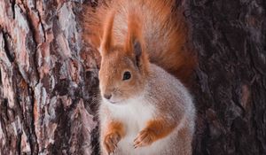 Preview wallpaper squirrel, animal, bark, tree