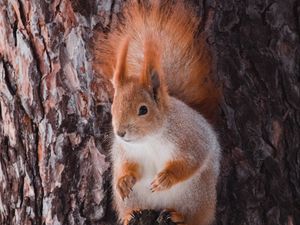 Preview wallpaper squirrel, animal, bark, tree