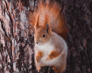 Preview wallpaper squirrel, animal, bark, tree