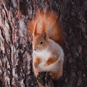 Preview wallpaper squirrel, animal, bark, tree