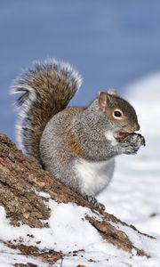 Preview wallpaper squirrel, animal, bark, wildlife