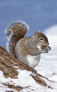 Preview wallpaper squirrel, animal, bark, wildlife
