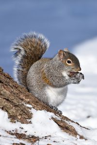 Preview wallpaper squirrel, animal, bark, wildlife