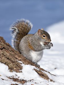 Preview wallpaper squirrel, animal, bark, wildlife