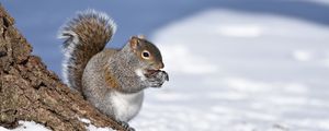 Preview wallpaper squirrel, animal, bark, wildlife