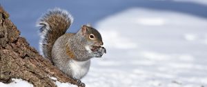 Preview wallpaper squirrel, animal, bark, wildlife