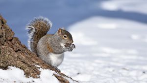 Preview wallpaper squirrel, animal, bark, wildlife