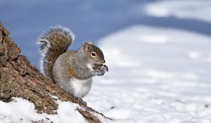 Preview wallpaper squirrel, animal, bark, wildlife