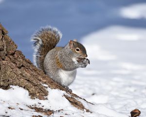 Preview wallpaper squirrel, animal, bark, wildlife