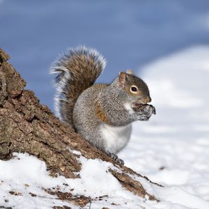 Preview wallpaper squirrel, animal, bark, wildlife