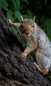 Preview wallpaper squirrel, animal, bark, tree, wild