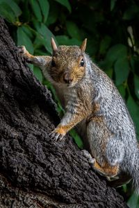 Preview wallpaper squirrel, animal, bark, tree, wild