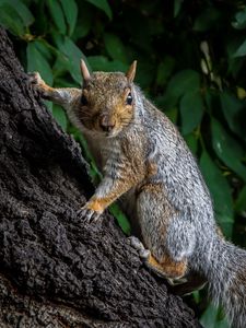 Preview wallpaper squirrel, animal, bark, tree, wild