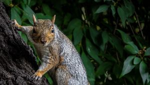 Preview wallpaper squirrel, animal, bark, tree, wild