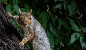 Preview wallpaper squirrel, animal, bark, tree, wild