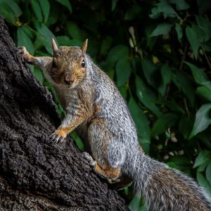 Preview wallpaper squirrel, animal, bark, tree, wild