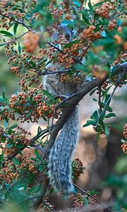 Preview wallpaper squirrel, animal, branch, tree, berries