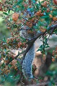 Preview wallpaper squirrel, animal, branch, tree, berries