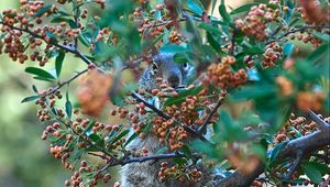 Preview wallpaper squirrel, animal, branch, tree, berries