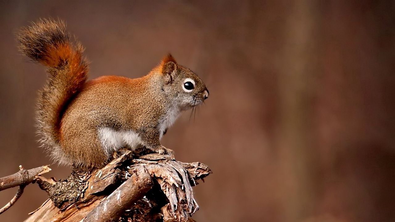 Wallpaper squirrel, animal, branch, tree, sit