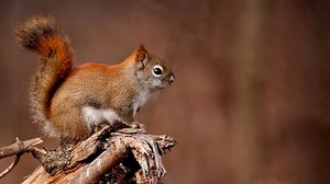 Preview wallpaper squirrel, animal, branch, tree, sit