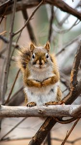 Preview wallpaper squirrel, animal, branches, cute